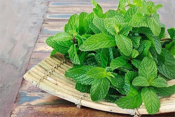 Include mint in the diet in these 5 ways
