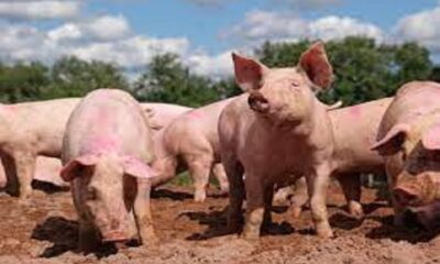 African Swine Flu found in pigs, Punjab declared 'Control Area'