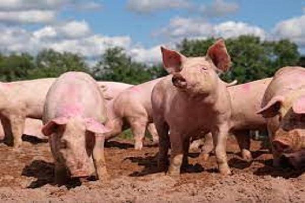 African Swine Flu found in pigs, Punjab declared 'Control Area'