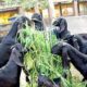 Agreement between Veterinary University and Green Pockets Limited regarding goat rearing