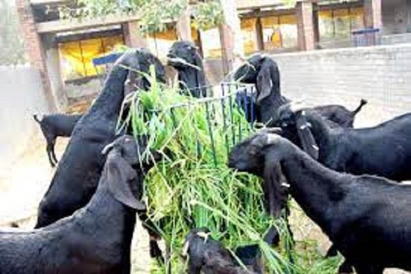 Agreement between Veterinary University and Green Pockets Limited regarding goat rearing