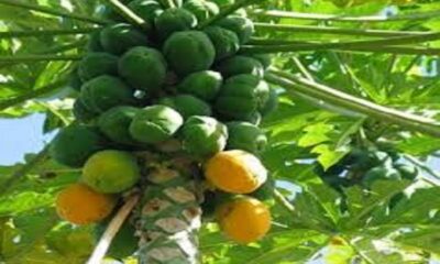 Papaya women health tips