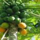 Papaya women health tips