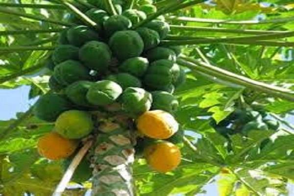 Papaya women health tips