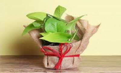 Vastu Tips For Money Plant