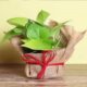 Vastu Tips For Money Plant