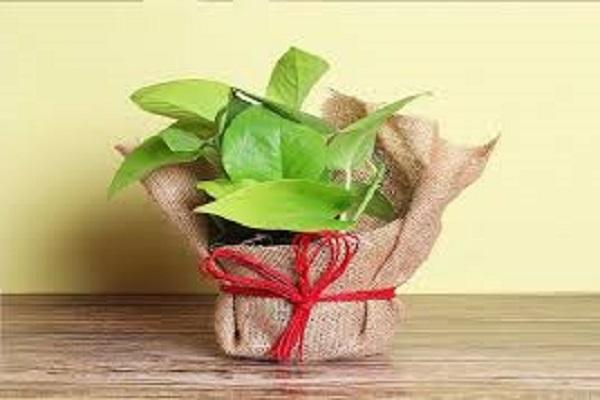 Vastu Tips For Money Plant