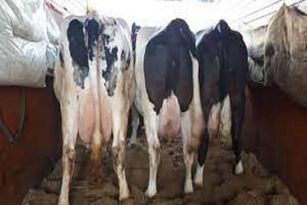 Dairy development department starts 2 week batch for SC trainees