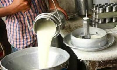 Free training is being given to Scheduled Caste beneficiaries by the Dairy Development Department