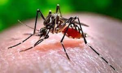 Another case of dengue, swine flu spread in the rain came to light