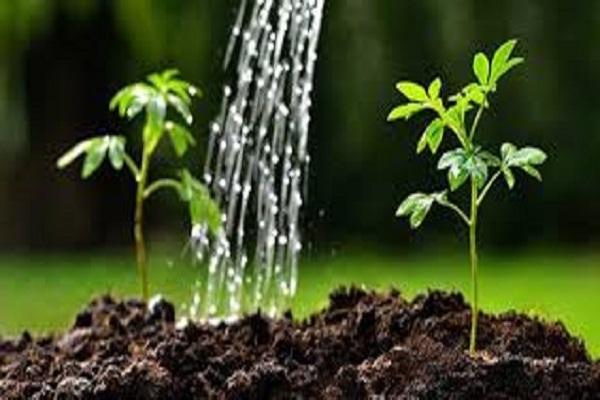 5 lakh saplings will be planted by Punjab Foundation and School Federation