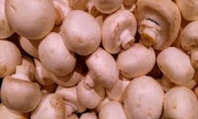 Conducted training course on winter mushroom cultivation