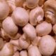 Conducted training course on winter mushroom cultivation