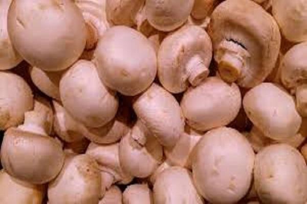 Conducted training course on winter mushroom cultivation