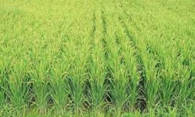 Advice given to avoid use of unnecessary agrochemicals for paddy wilt