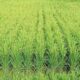 Advice given to avoid use of unnecessary agrochemicals for paddy wilt