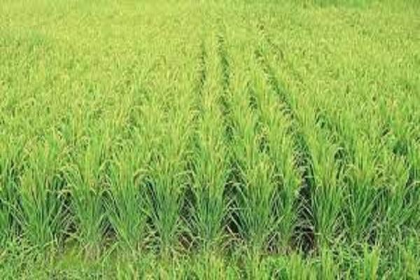 Advice given to avoid use of unnecessary agrochemicals for paddy wilt