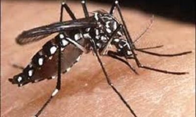 Outbreak of dengue and swine flu in Ludhiana district, health department appeal to the people