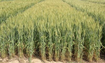 The seed of wheat variety PBW 826 will be given in Kisan Melas