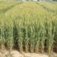 The seed of wheat variety PBW 826 will be given in Kisan Melas