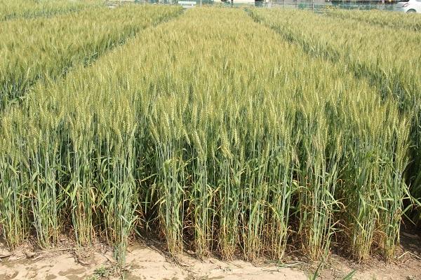 The seed of wheat variety PBW 826 will be given in Kisan Melas