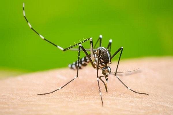 Use these precautions with dengue patients, keep away from such foods