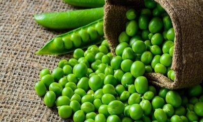 Green peas are good for the heart, know more powerful benefits?