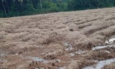 Straw can be used in the fields in 24 hours-Punjab Agriculture University prepared an organic solution with the support of a private company.