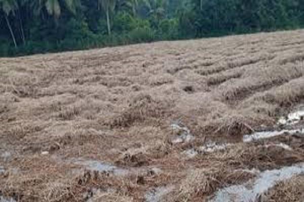 Straw can be used in the fields in 24 hours-Punjab Agriculture University prepared an organic solution with the support of a private company.