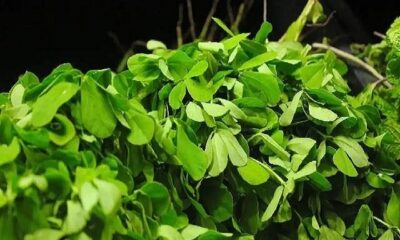 Green fenugreek is a boon for health, add it to your diet in winter