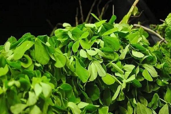 Green fenugreek is a boon for health, add it to your diet in winter