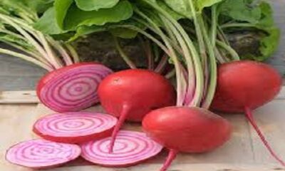 Know how eating beetroot and garlic can be beneficial in cold season