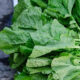 Not only taste, mustard greens are also beneficial for health, it will protect against all diseases