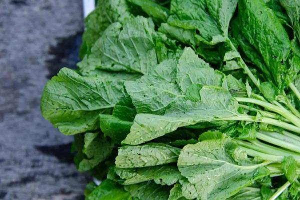 Not only taste, mustard greens are also beneficial for health, it will protect against all diseases