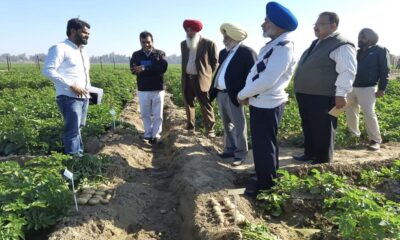 PAU Vice Chancellor visited vegetable research farm Khanora