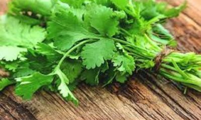 Coriander leaves are beneficial in many diseases including diabetes, digestion, high blood pressure