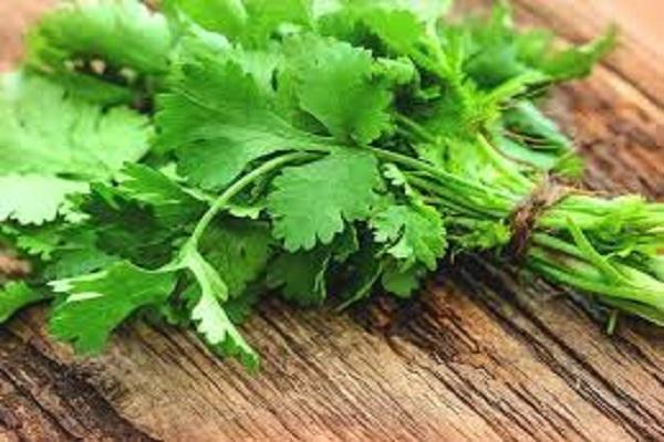 Coriander leaves are beneficial in many diseases including diabetes, digestion, high blood pressure