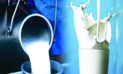 The food team of Ludhiana caught 40 quintal fake milk during the investigation, filled 10 samples