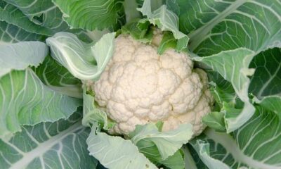 Know how beneficial for health how to eat cauliflower leaves