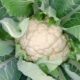 Know how beneficial for health how to eat cauliflower leaves