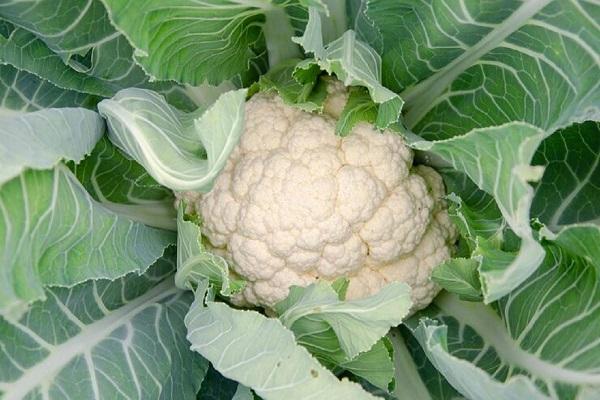 Know how beneficial for health how to eat cauliflower leaves