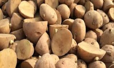 PAU Authentic seed of the best varieties of potatoes available to farmers