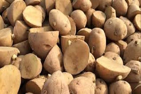 PAU Authentic seed of the best varieties of potatoes available to farmers