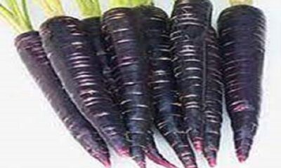 Black carrot is much more beneficial than red, if you see it in the market, definitely bring it home