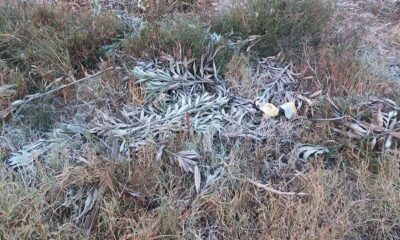 On the second day also in Punjab, the white sheet of white, damage to vegetables and green fodder