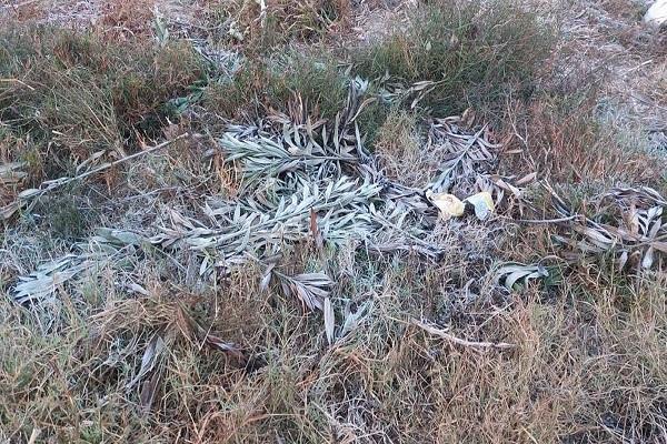 On the second day also in Punjab, the white sheet of white, damage to vegetables and green fodder