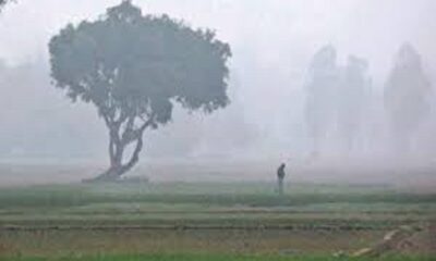 PAU Experts recommended to farmers regarding fog