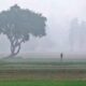 PAU Experts recommended to farmers regarding fog