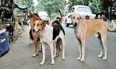 People are disturbed by the problem of stray dogs