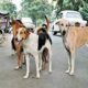 People are disturbed by the problem of stray dogs